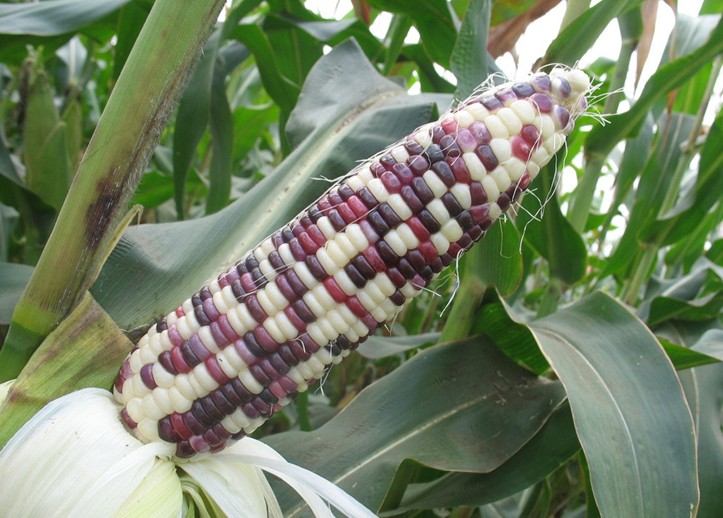 Color Maize seed
